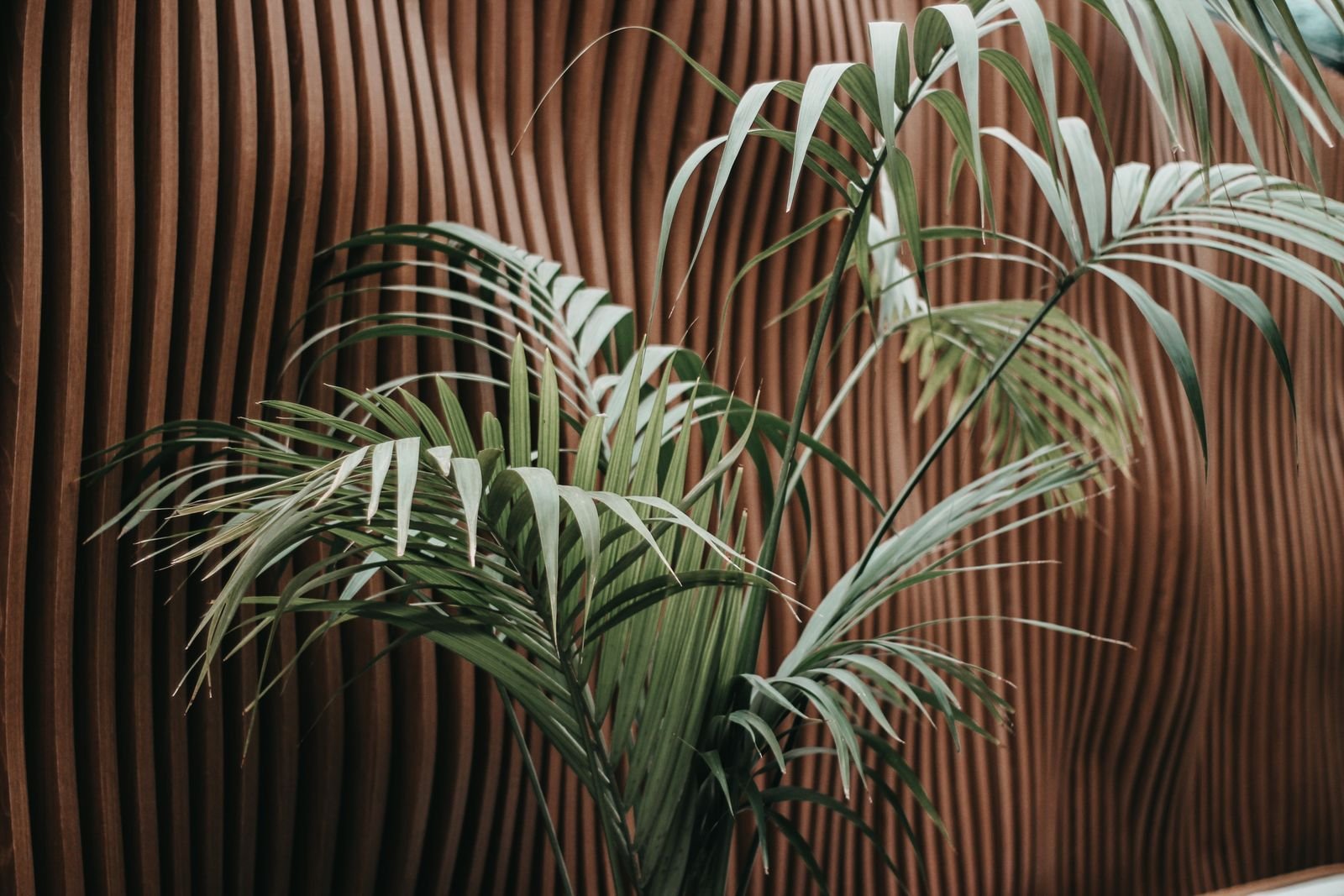 Palm plant in front of a textured wooden accent wall