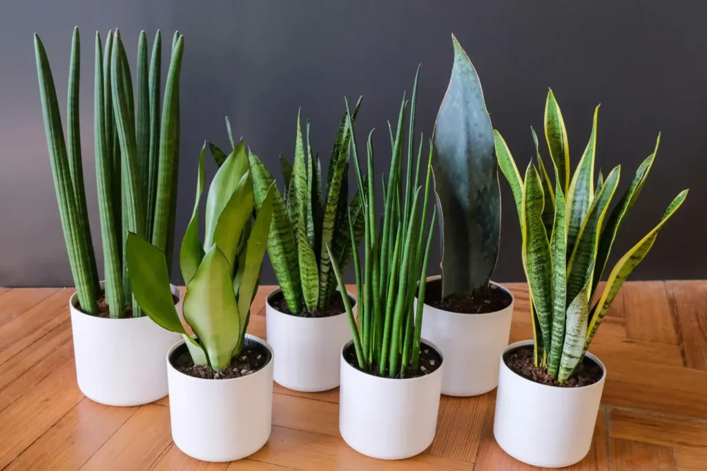 Snake Plant Home Decor Benefits