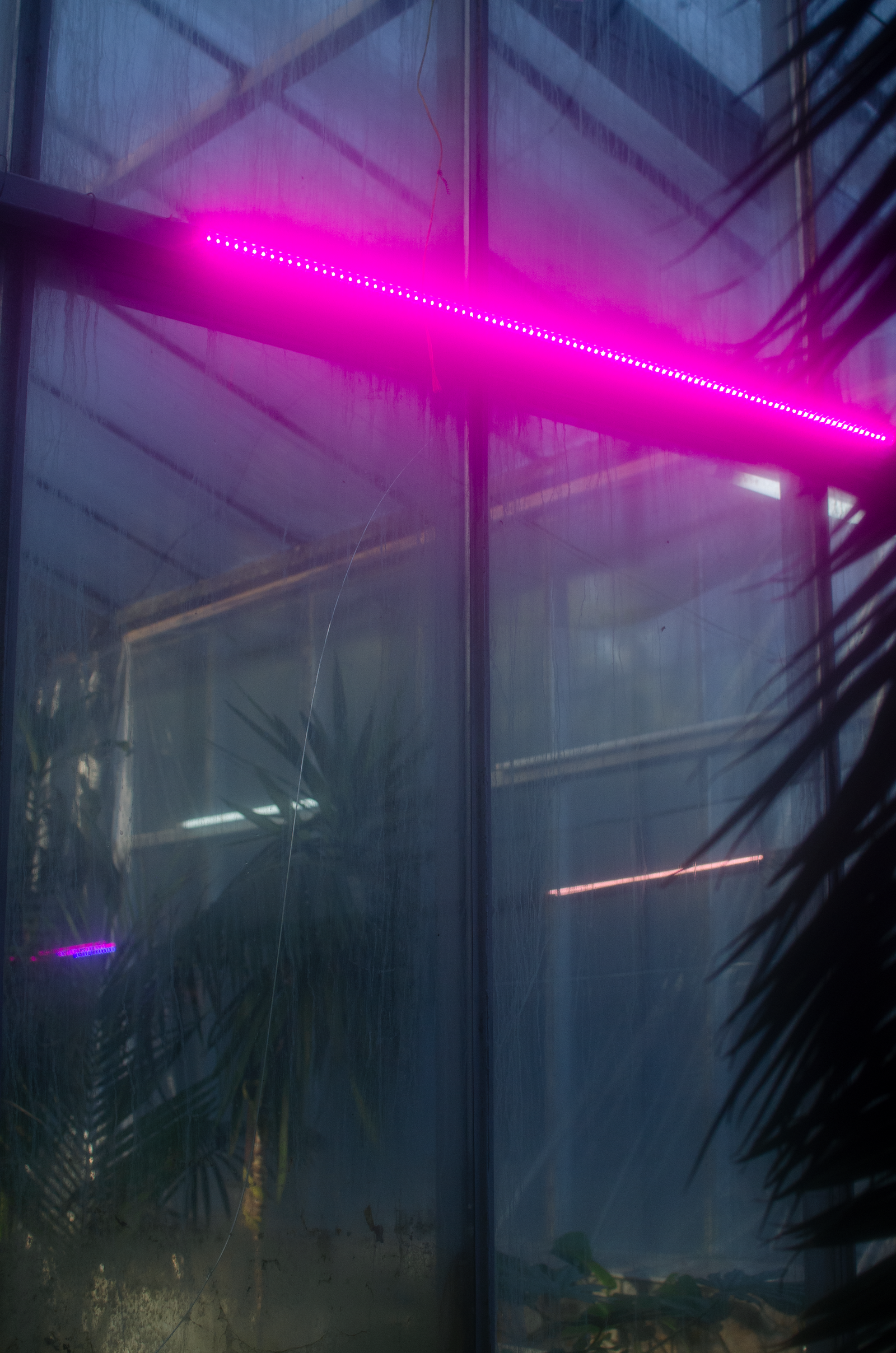 Pink neon light glowing beside a window with small plants.