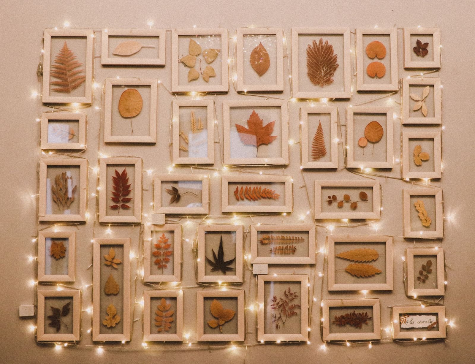 Framed autumn leaves on a wall, lit by warm string lights.