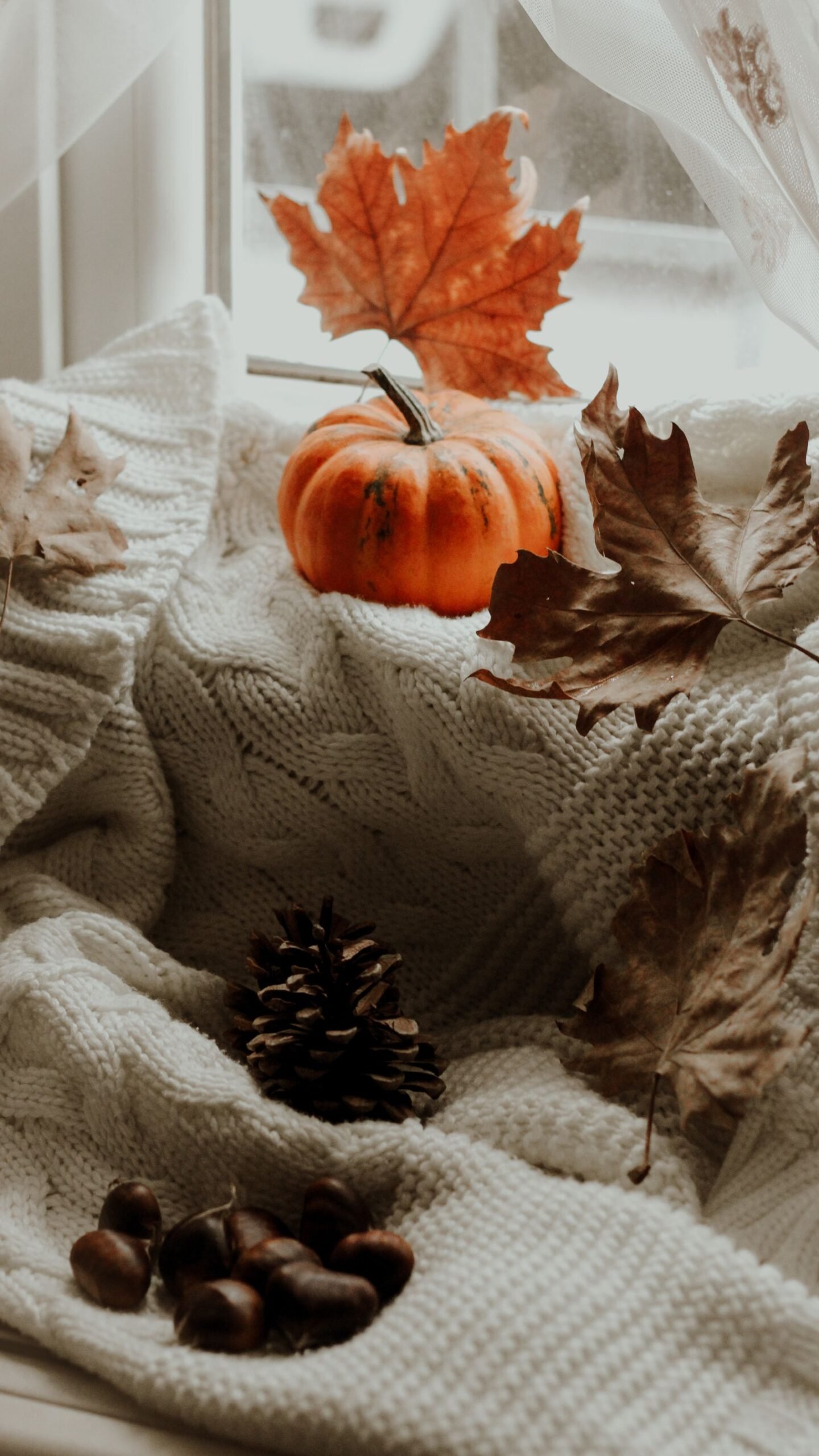 Pumpkin, pine cone and autumn leaves on a knitted blanket by a window.