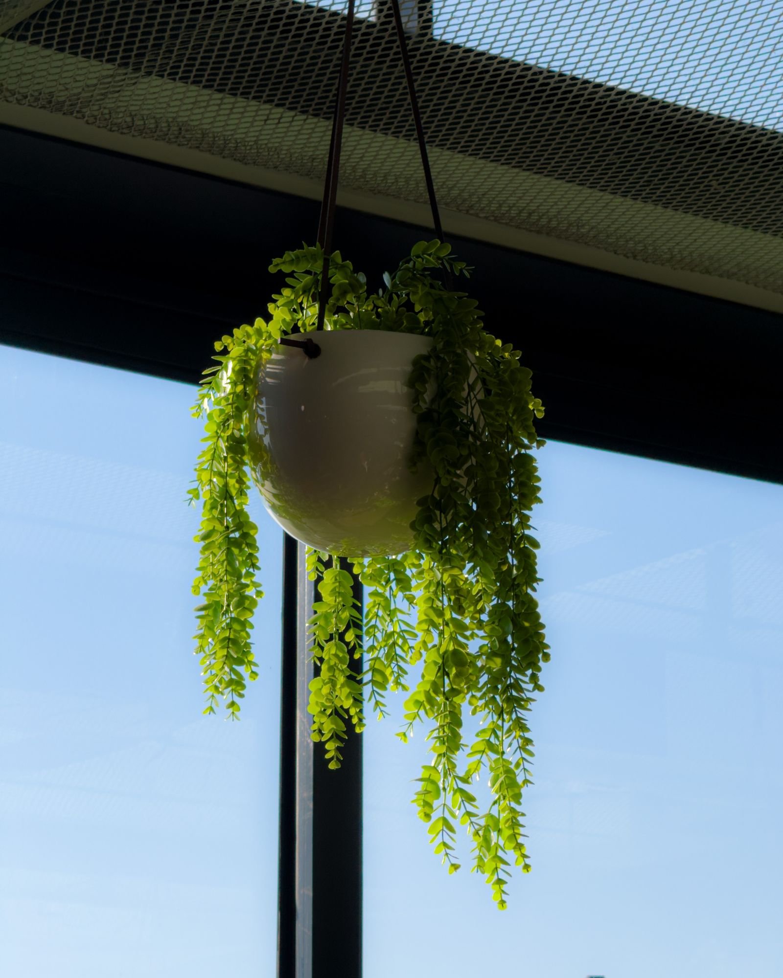 Hanging fern planter in a sunlit room by a window.