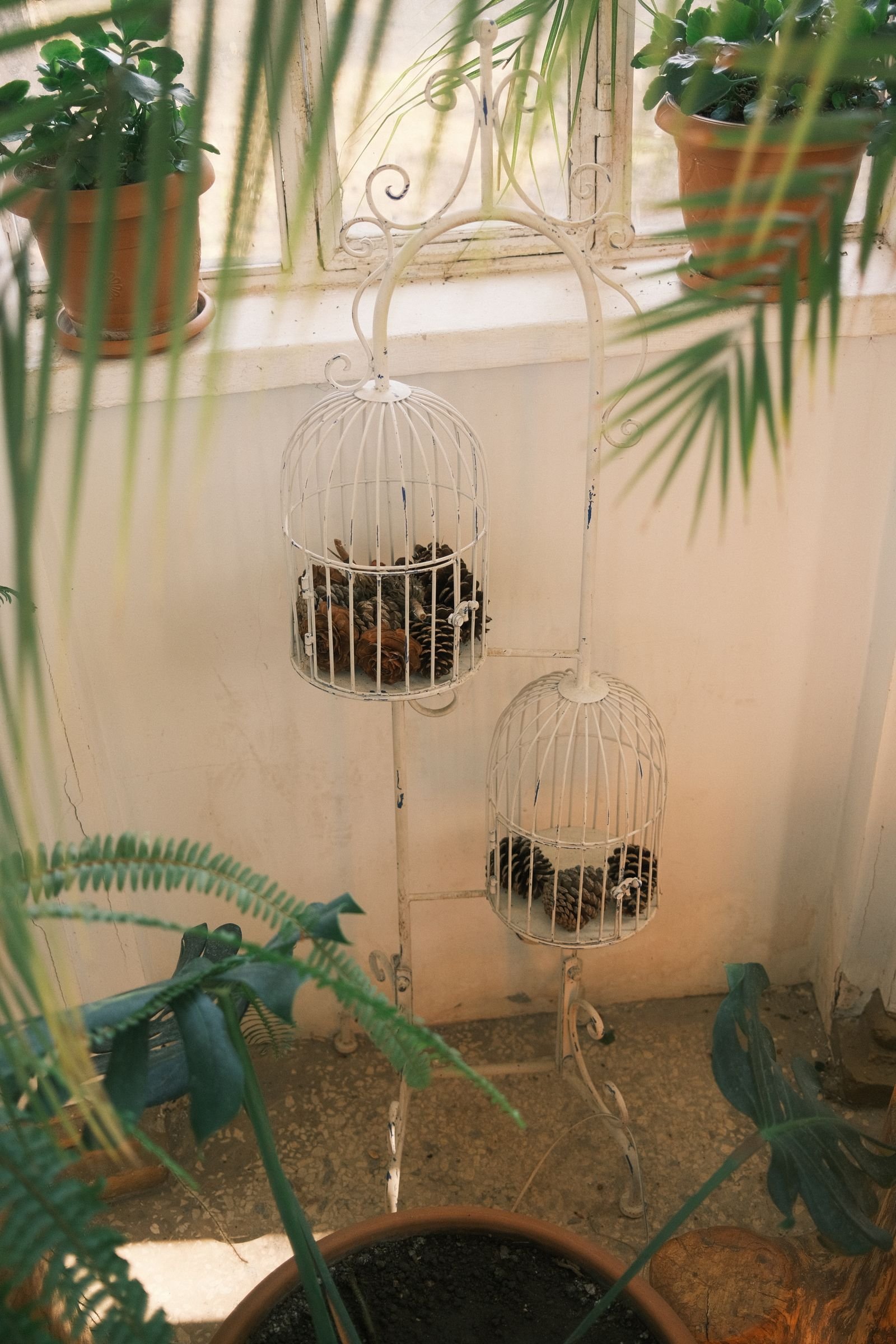 Vintage birdcages surrounded by indoor plants in soft sunlight.