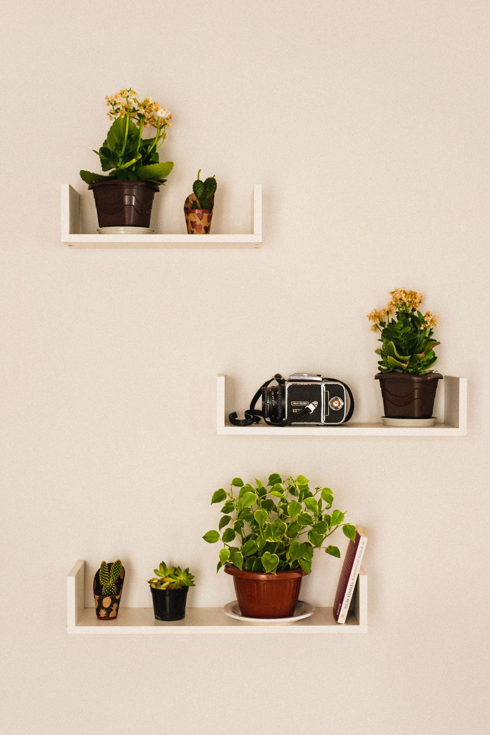 Potted plants on three white wall shelves against a cream wall.