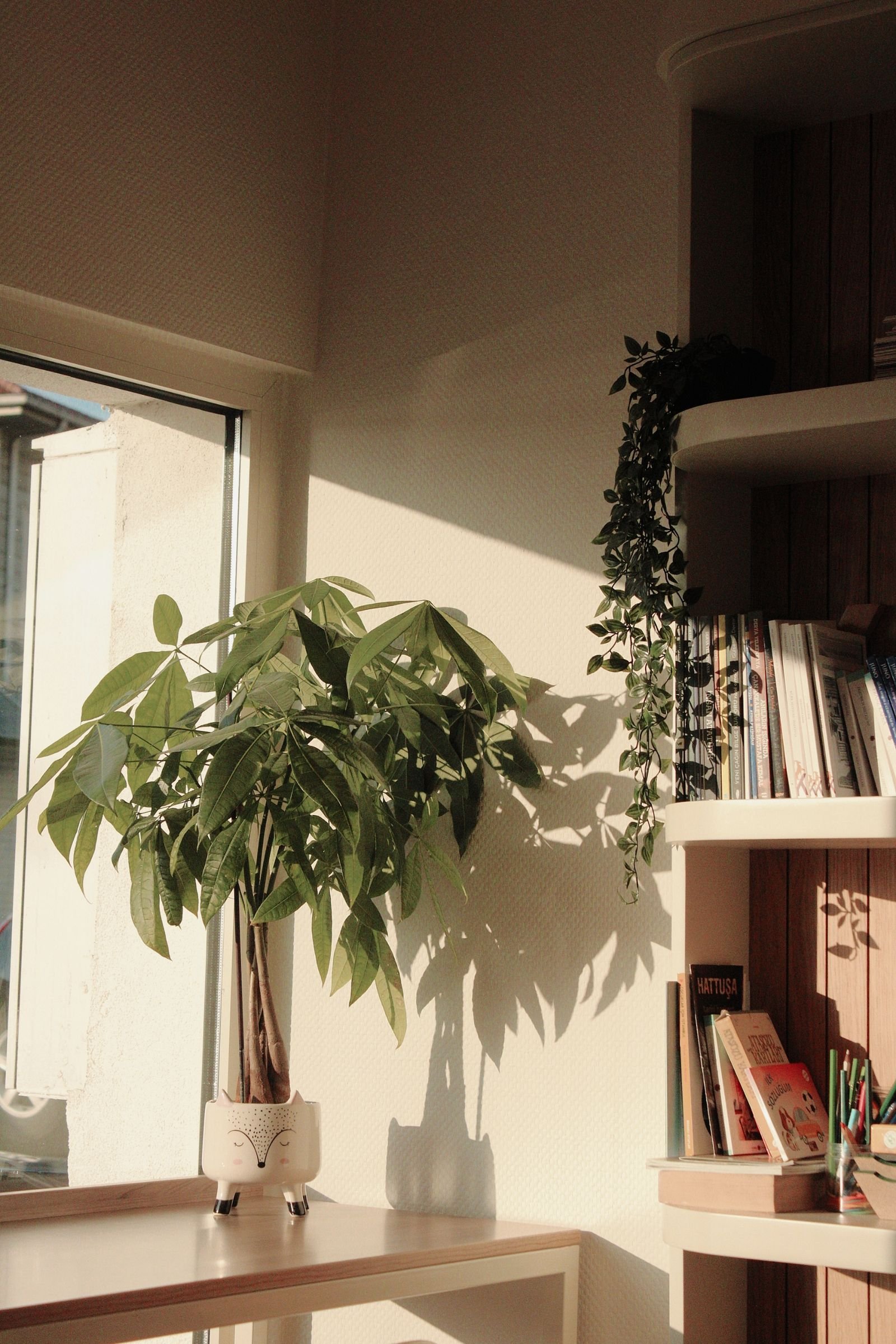 Sunlit reading nook with a green houseplant and bookshelves.