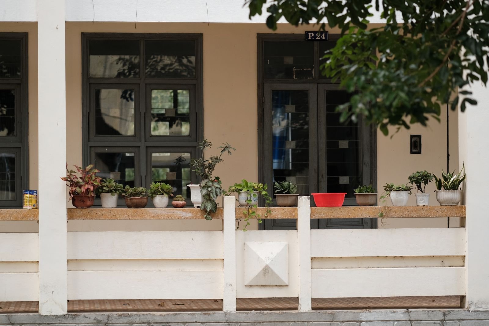 Row of potted plants lined up on a porch.