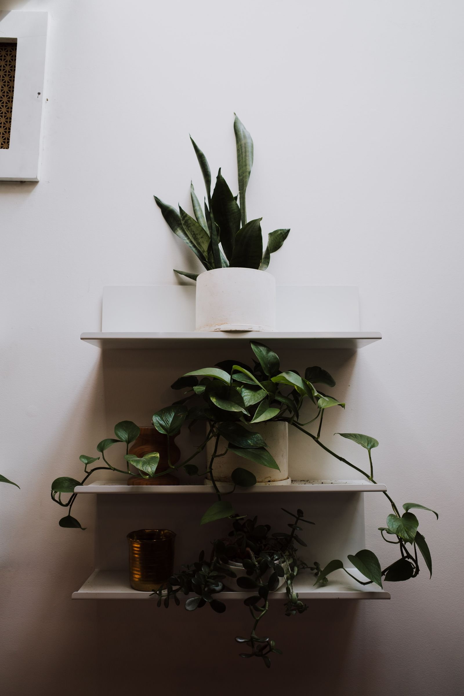 Potted plants arranged on white wall-mounted shelves.