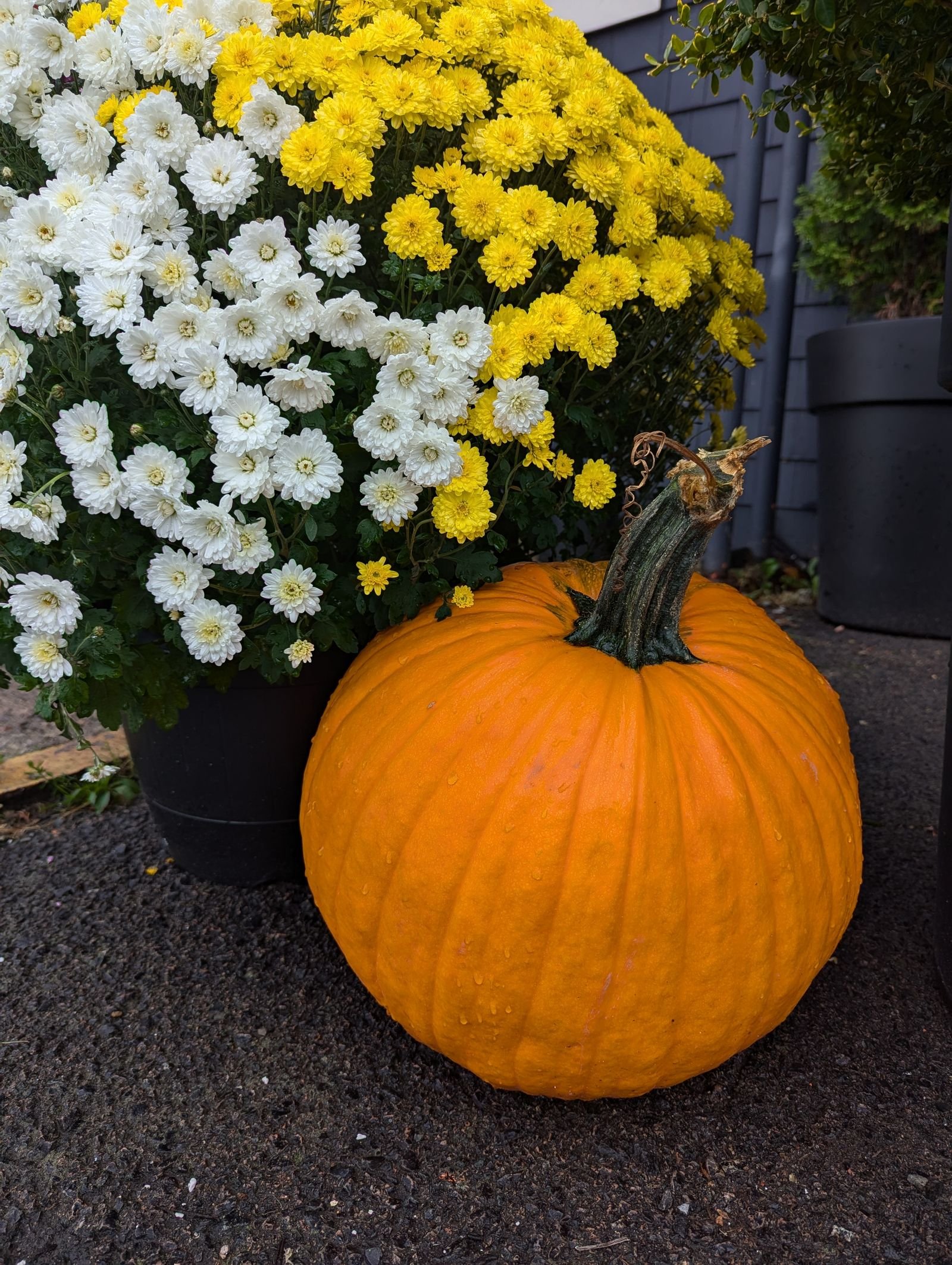 Bright orange pumpkin beside colorful chrysanthemums in an outdoor fall display.