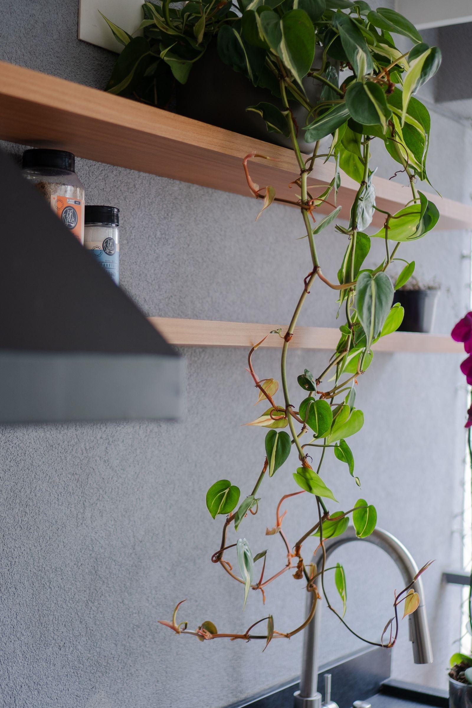 Kitchen with a trailing pothos plant on an open shelf near the sink.