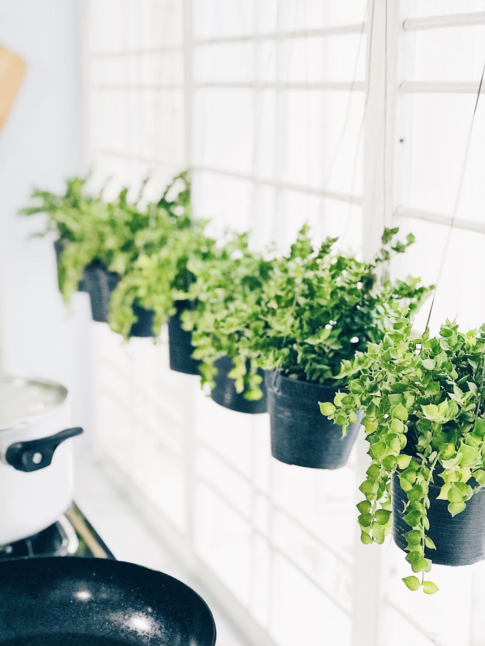 Bright kitchen with green plants in black hanging pots by a window.