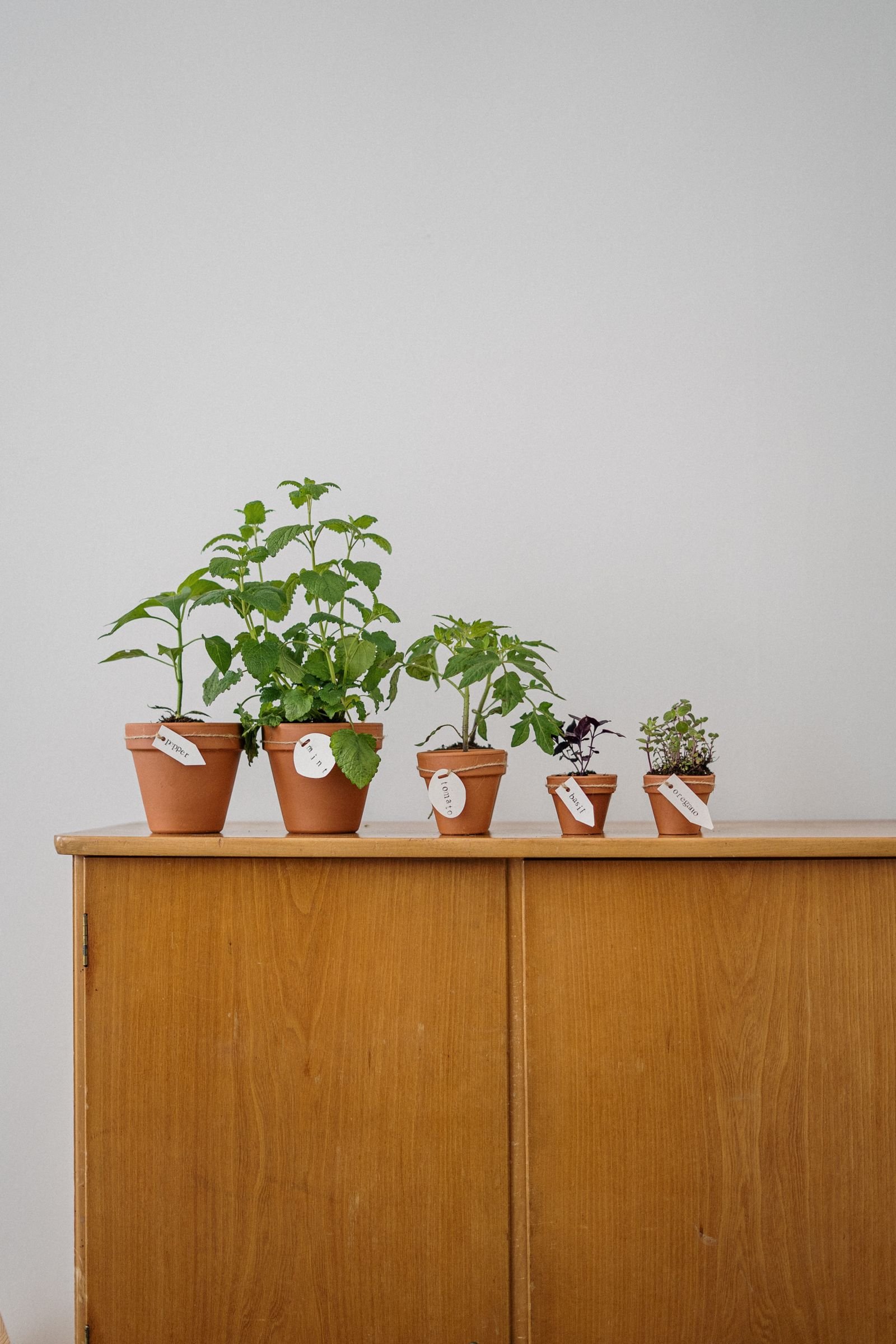Row of small potted herbs lined up on a wooden cabinet.