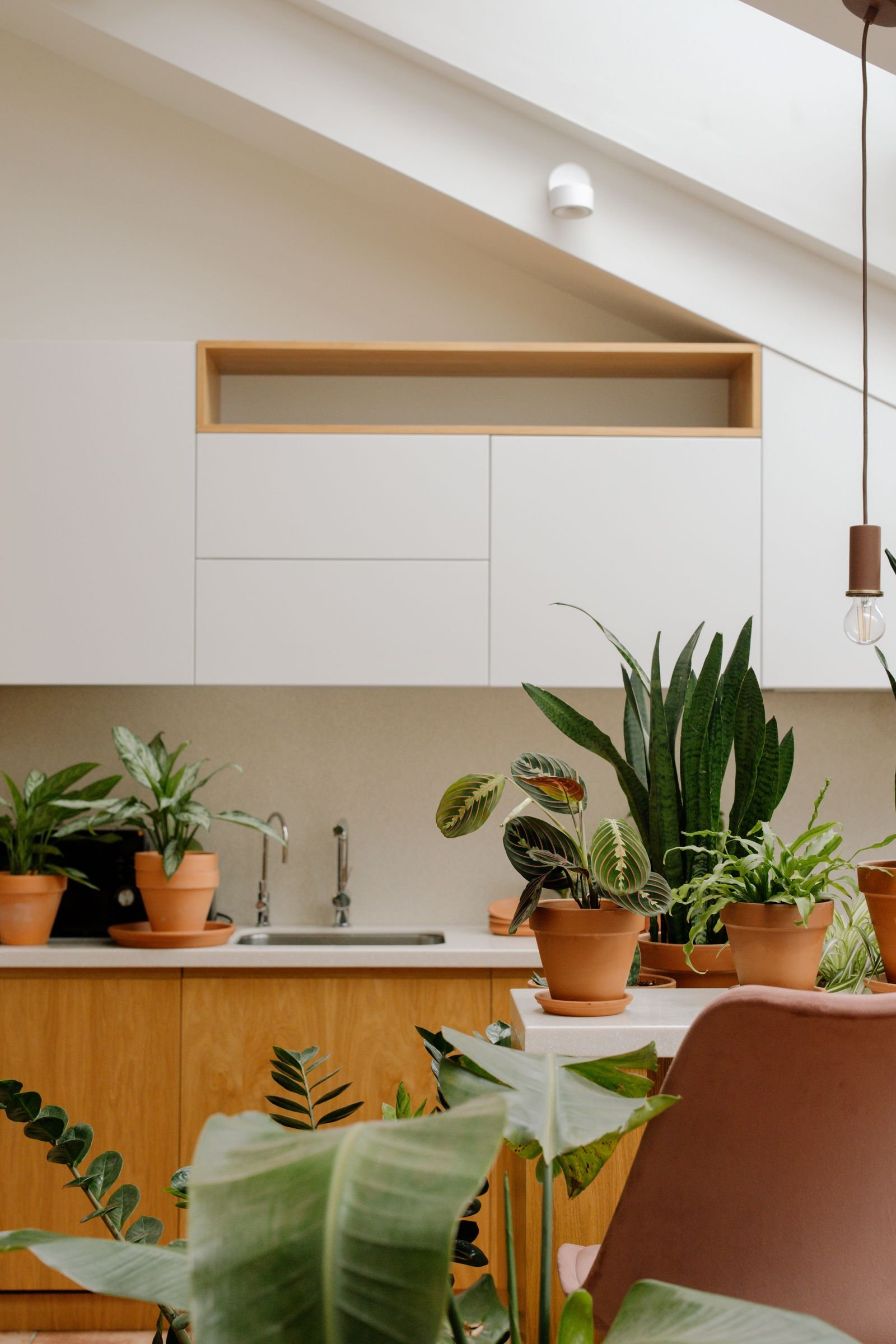 Stylish kitchen counter with a variety of potted plants.