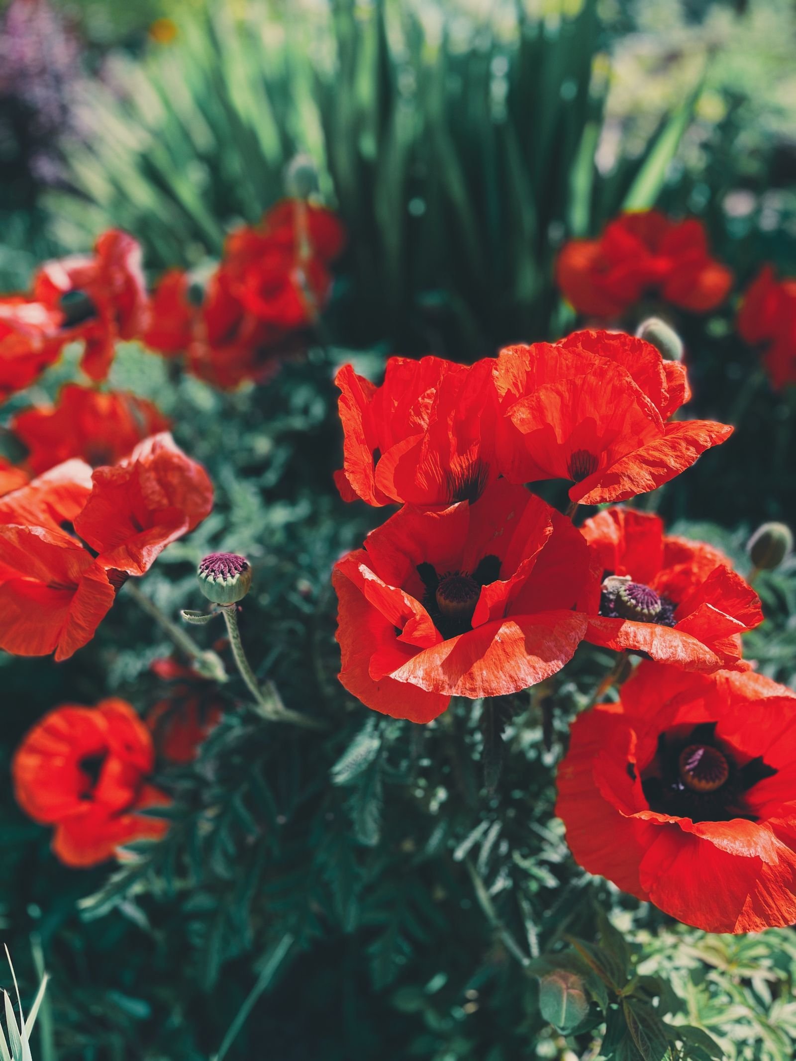 Red poppies blooming in a green garden.