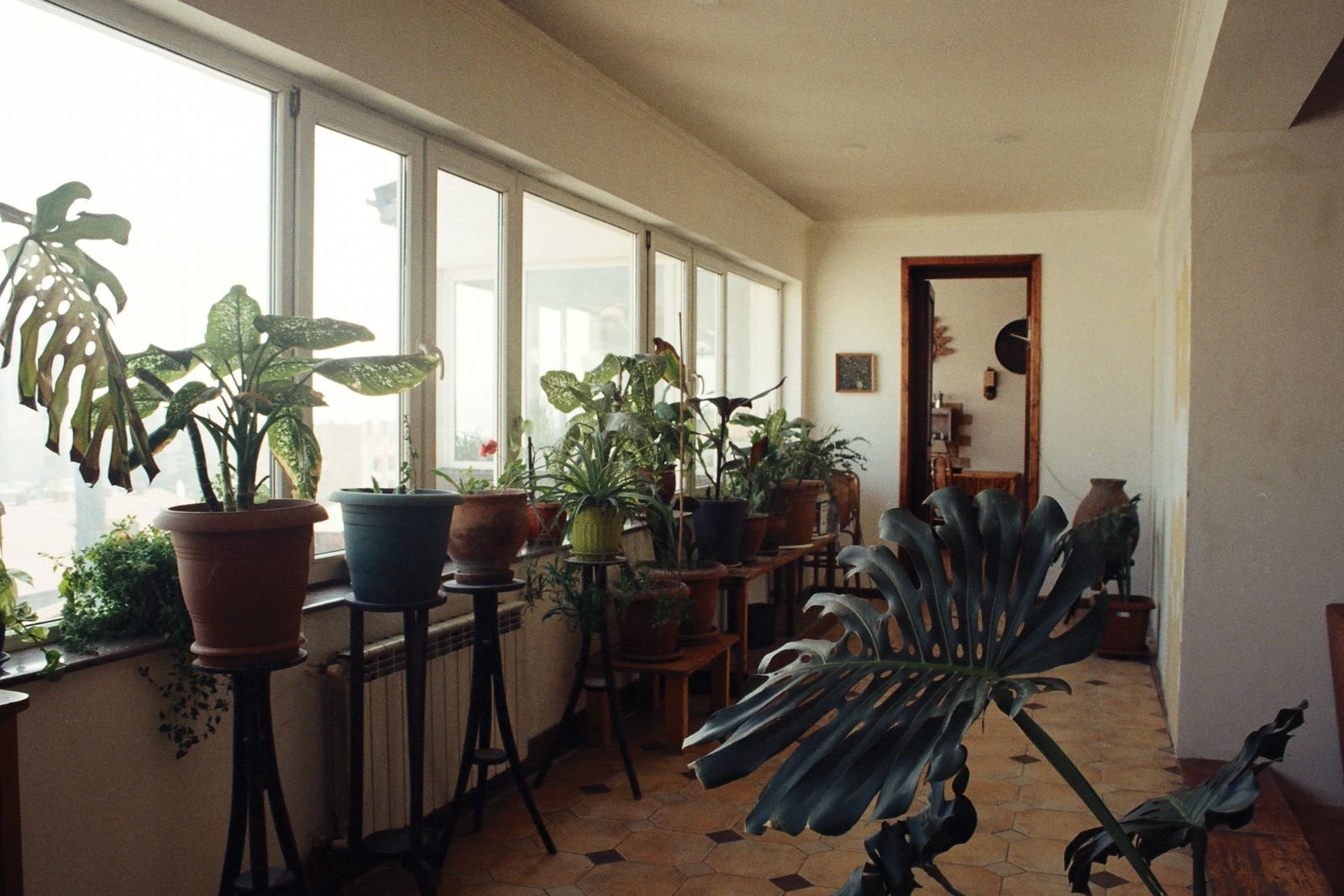 Sunlit room with houseplants by a large window.