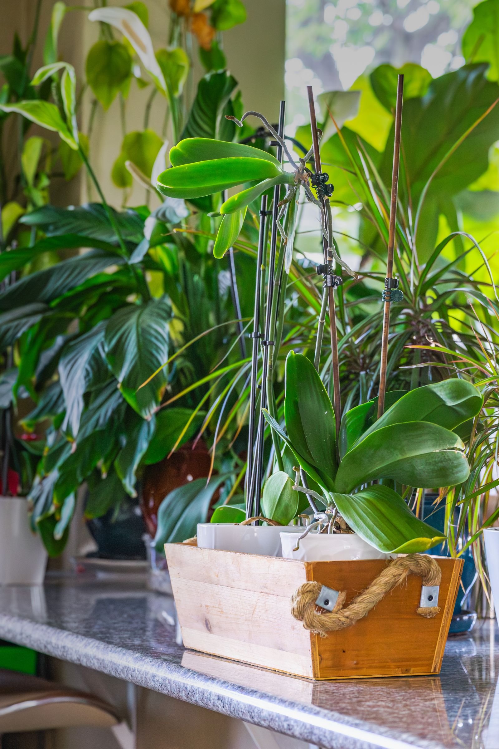 Indoor garden with a display of lush green houseplants.