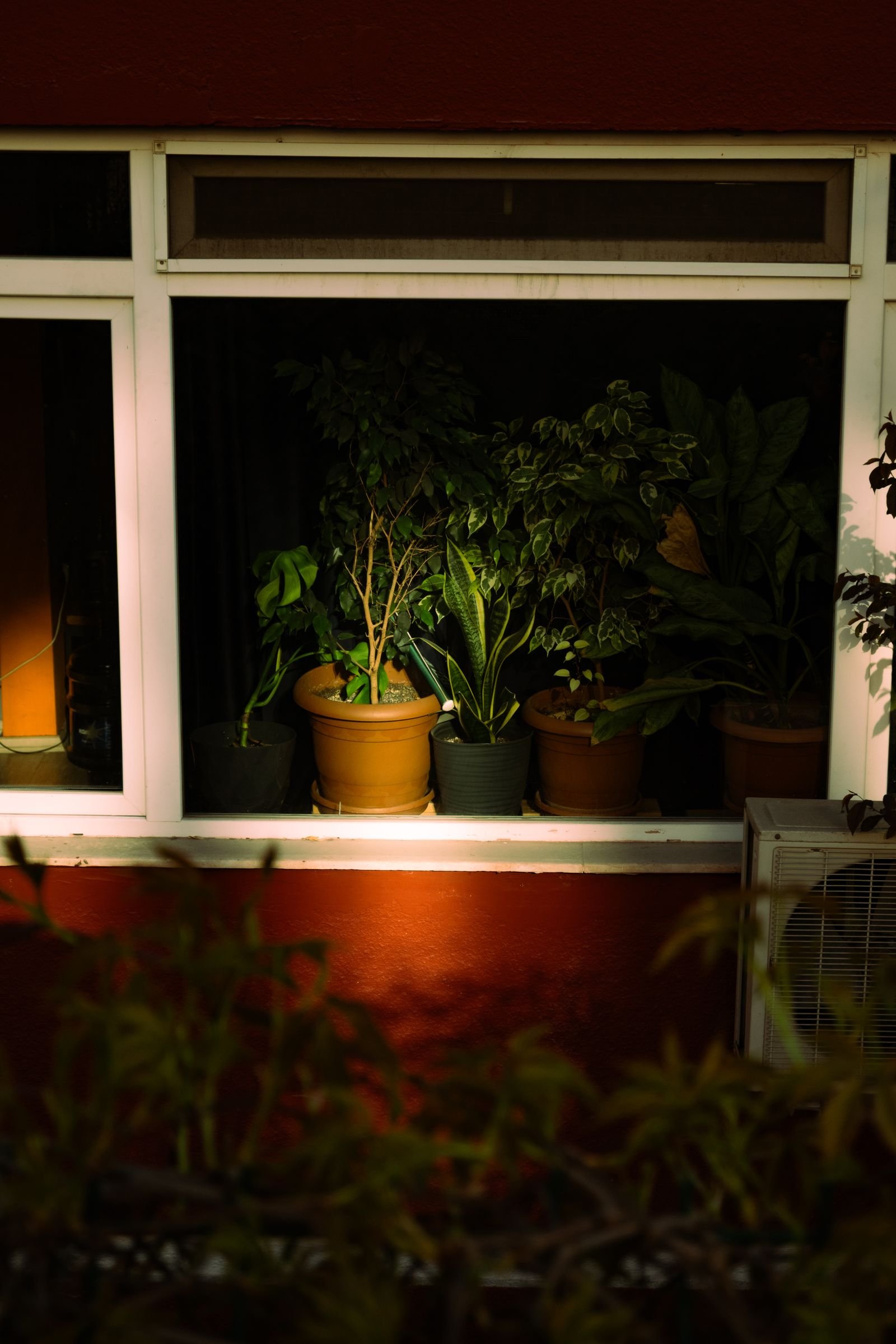 Row of potted indoor plants on a sunlit window sill.