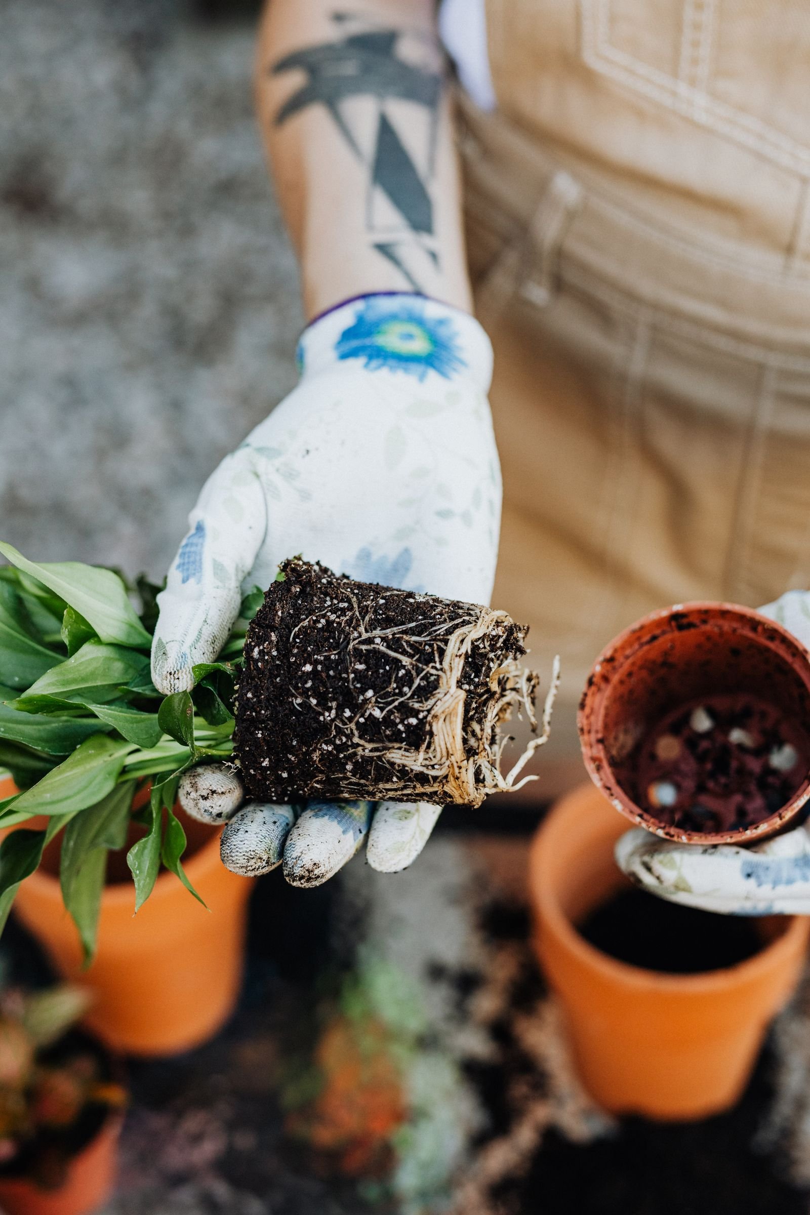 Close-up of hands repotting a peace lily with visible roots
