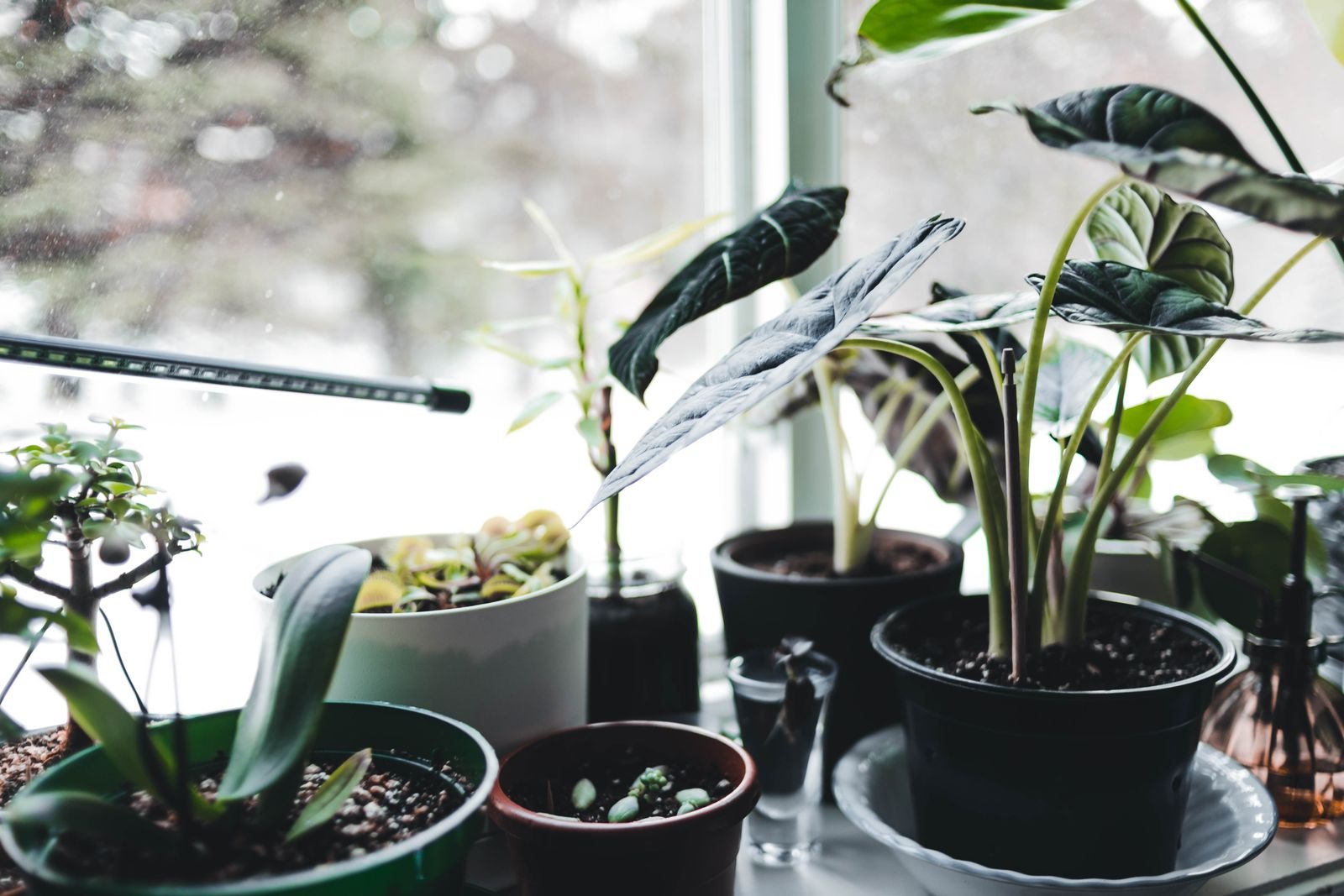 Potted plants lined up on a sunny windowsill