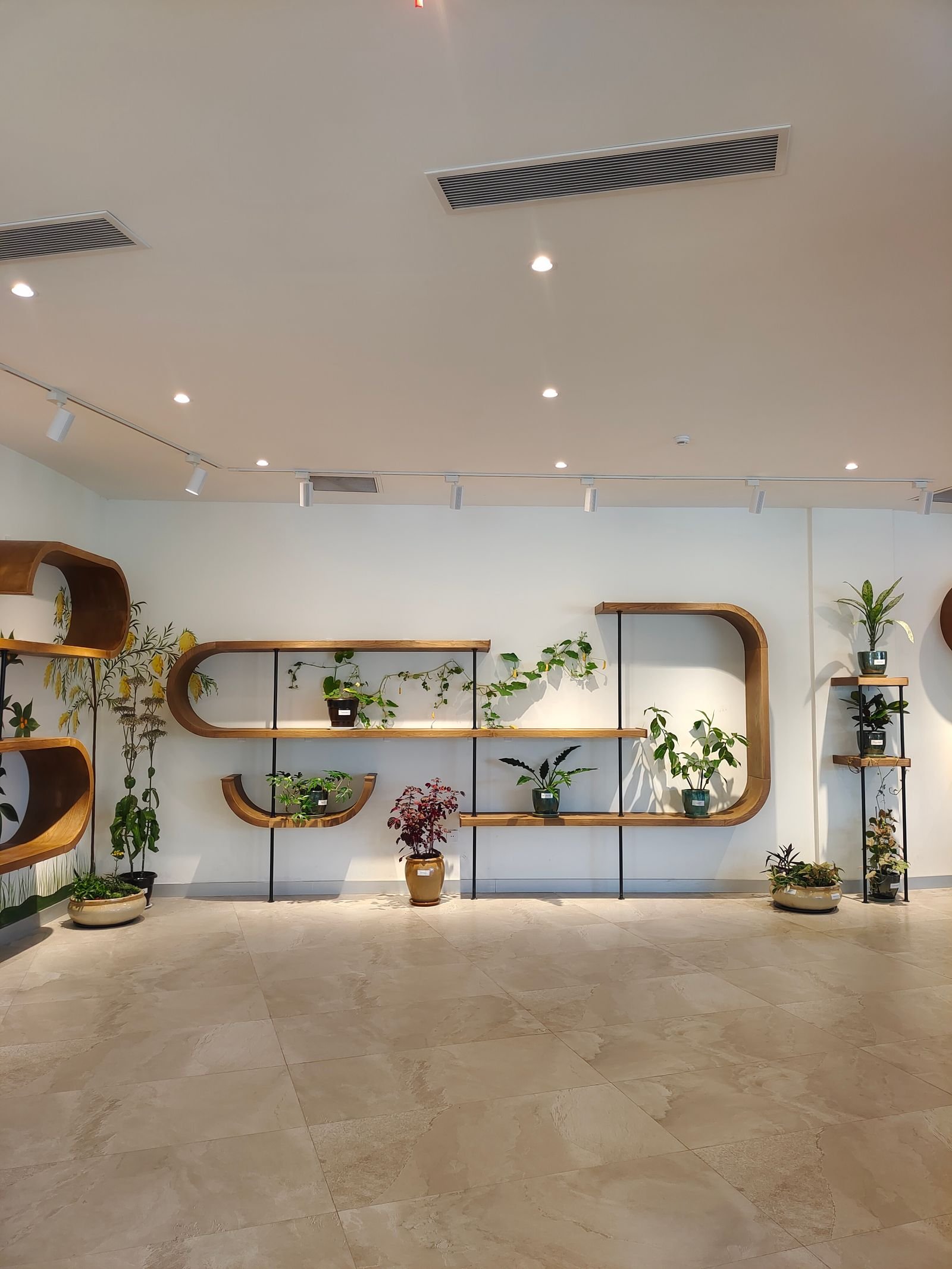 Contemporary indoor plant display on curved wooden shelves with varied greenery.