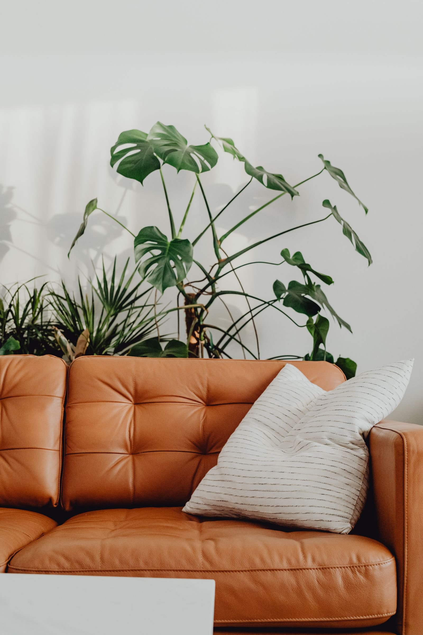 Cozy living room with a leather sofa, a decorative pillow and lush houseplants.