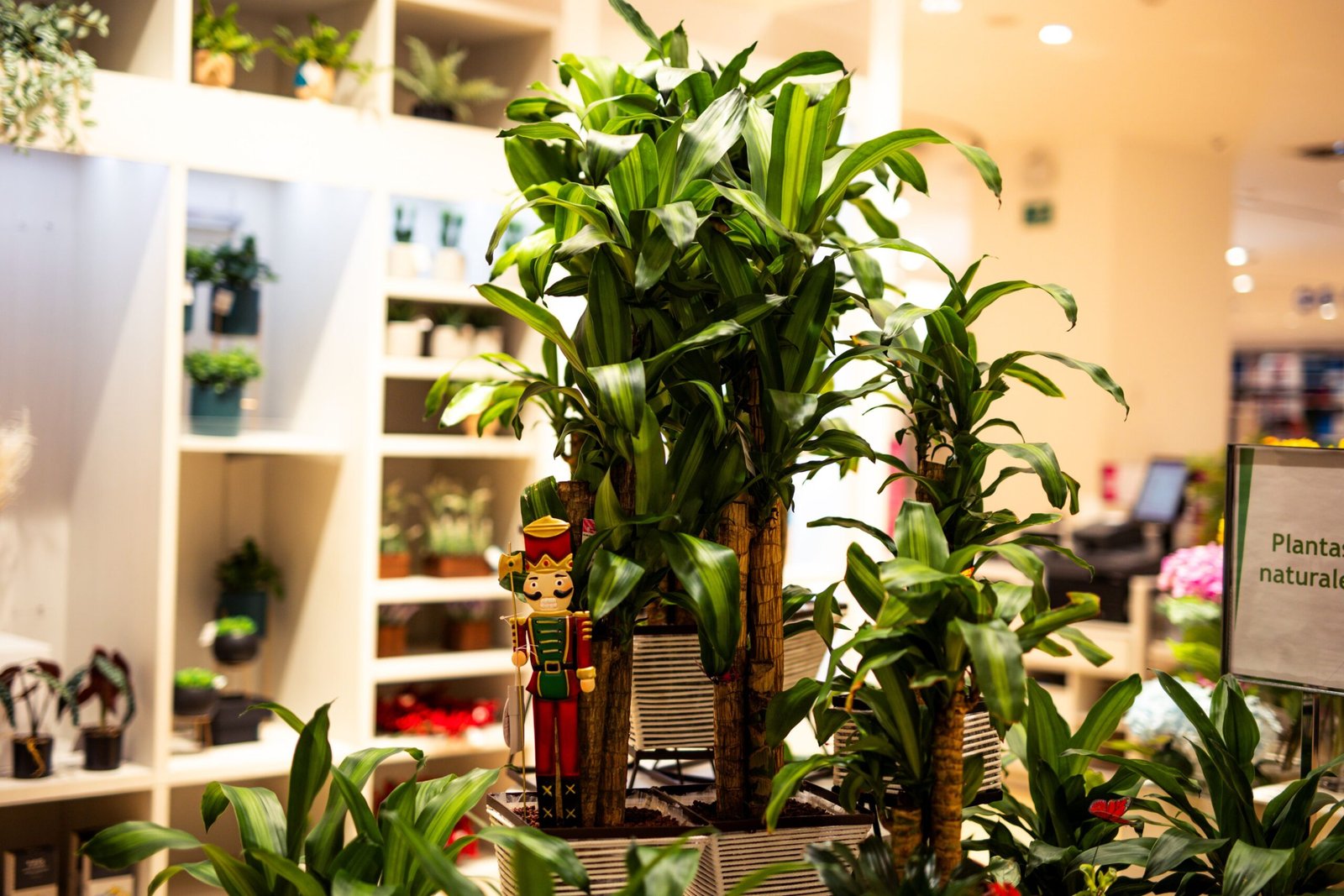 Vibrant dracaena plants in a stylish plant store with a decorative nutcracker figure.